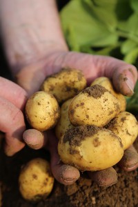 Kartoffelernte