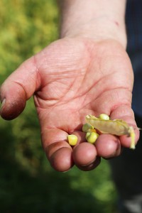 Erbsen