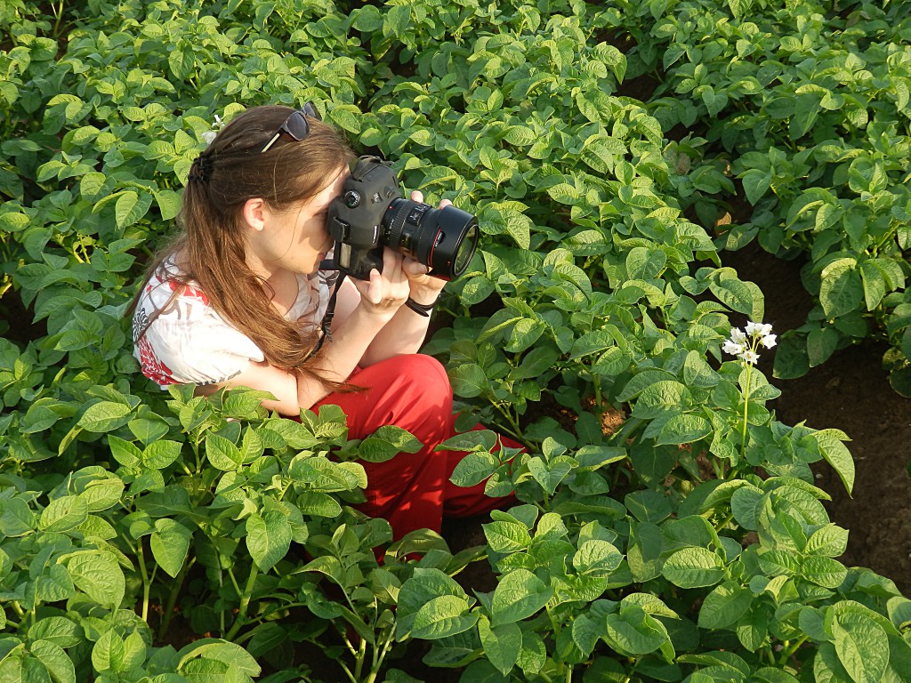 Im Kartoffelblütenmeer: Die Fotoküche bei der Arbeit