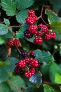 8B7A4501 1 brombeeren