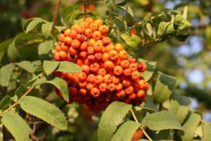 Vogelbeeren