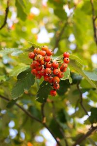 Mehlbeeren