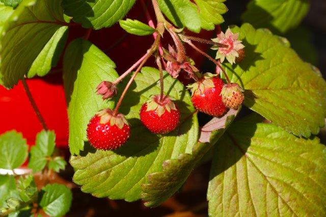 Sinnlicher Genuss: Heimische Erdbeeren